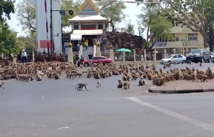 Hundreds Of Starving Monkeys Raid Thai Town After Covid 19 Drives Tourists Who Feed Them Away World Of Buzz 4