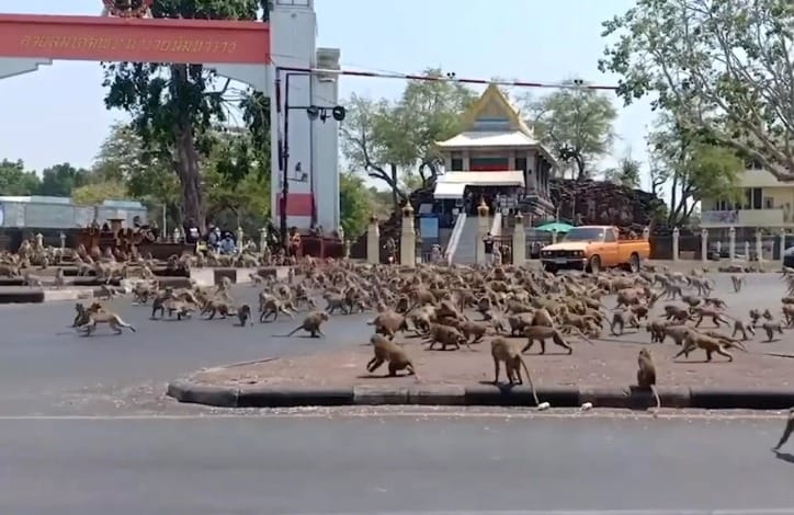 Hundreds Of Starving Monkeys Raid Thai Town After Covid 19 Drives Tourists Who Feed Them Away World Of Buzz