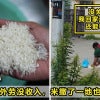 Kutip Rice Featured