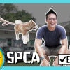 61. 一日员工 Spca