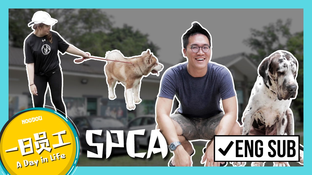 61. 一日员工 Spca