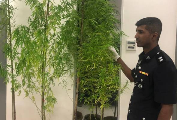 71591798495 Tanamganjakedah