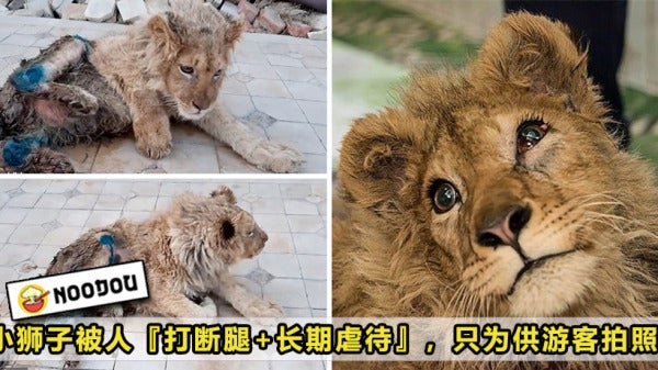 Lion Tortured Featured