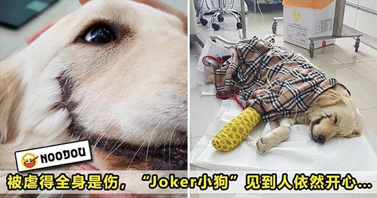 Joker Dog 550