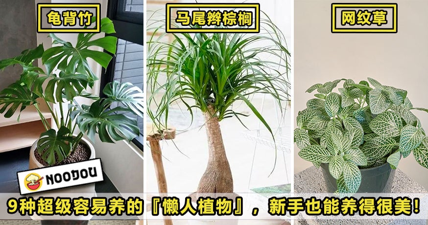 植物19