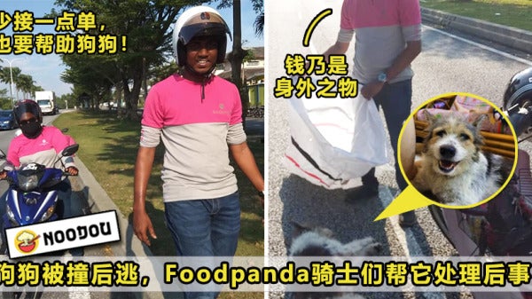 Foodpanda Dog Featured
