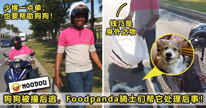 Foodpanda Dog Featured