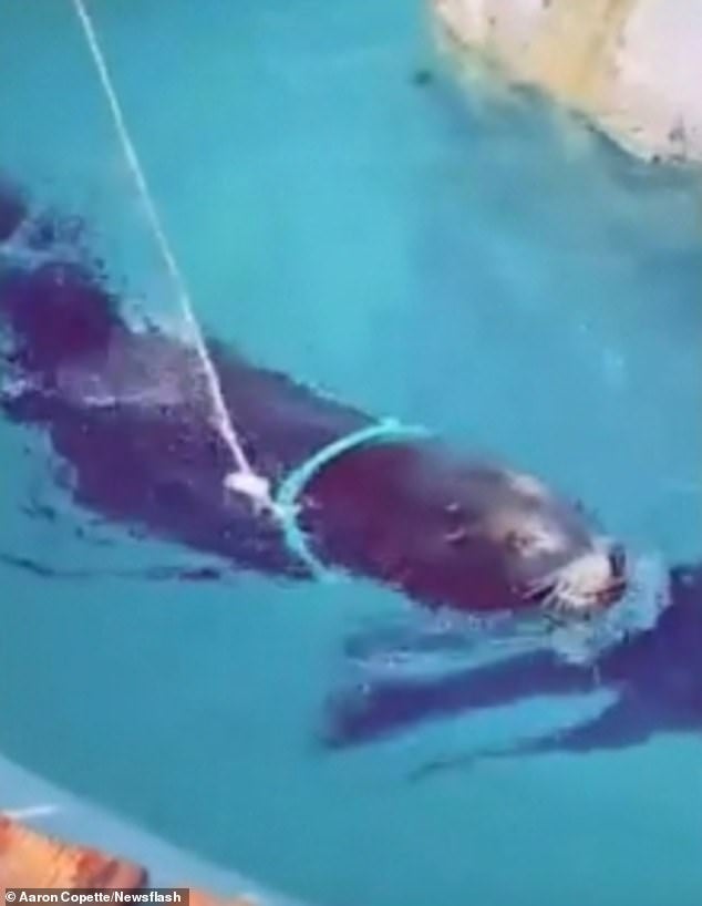 31913880 8624035 A Blue Ring Has Been Attached To The Seal S Head With A Rope Tie A 24 1597333722304