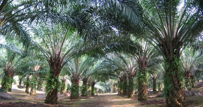 Oil Palm Trees