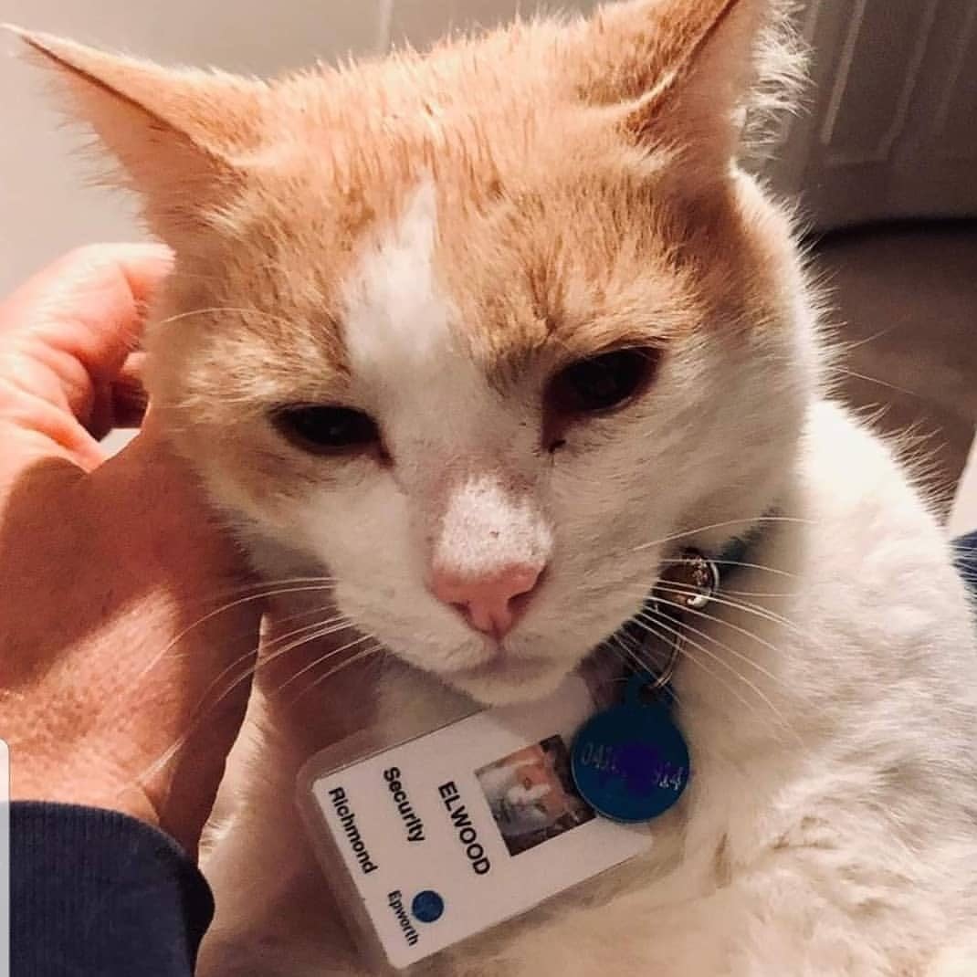 Stray Cat Snags Job As Security Guard At Aussie Hospital After Hanging Around For A Year 2