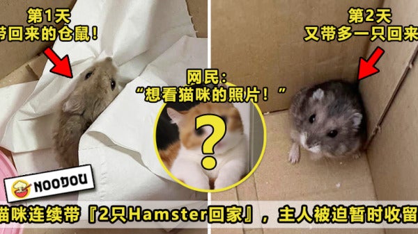 Cat Bring Hamster Featured