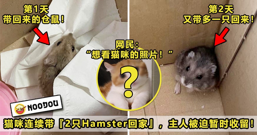 Cat Bring Hamster Featured