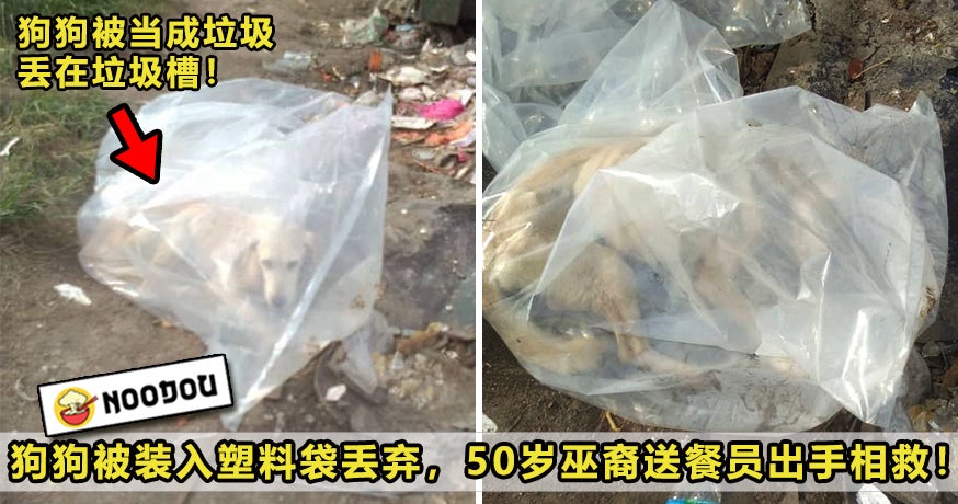 Dog Plastic Bag Featured 1