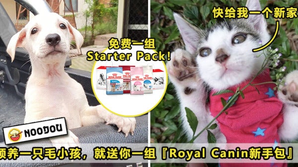 Royal Canin Featured V2