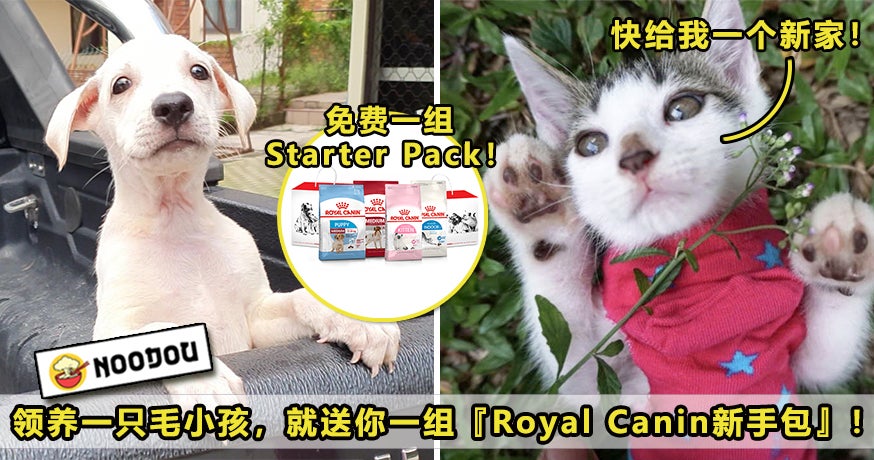 Royal Canin Featured V2