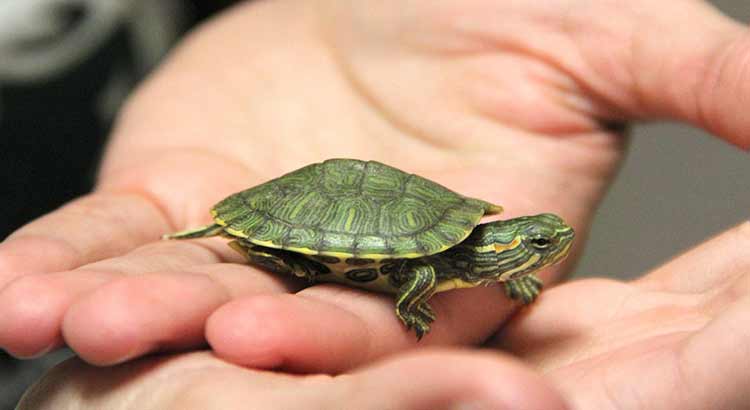 Best Pet Turtles That Stay Small and Do not Grow