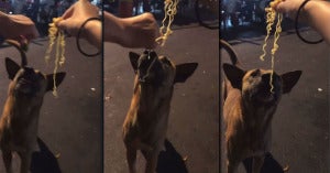 210417CMKfb83a Bagi Anjing Makan Limau