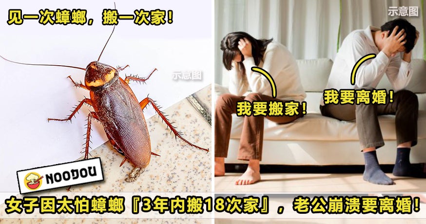 Cockroach Move House Featured