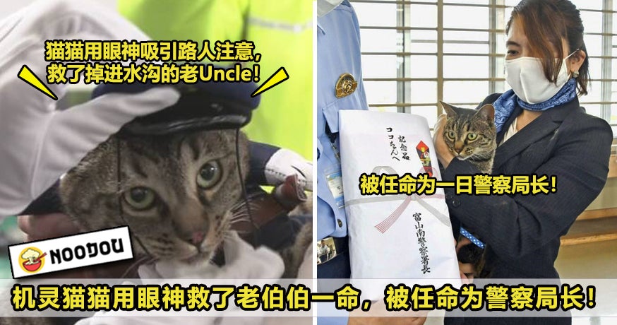 真正的黑猫警长！】猫猫用眼神引路人关注，救掉进水沟的老Uncle一命 