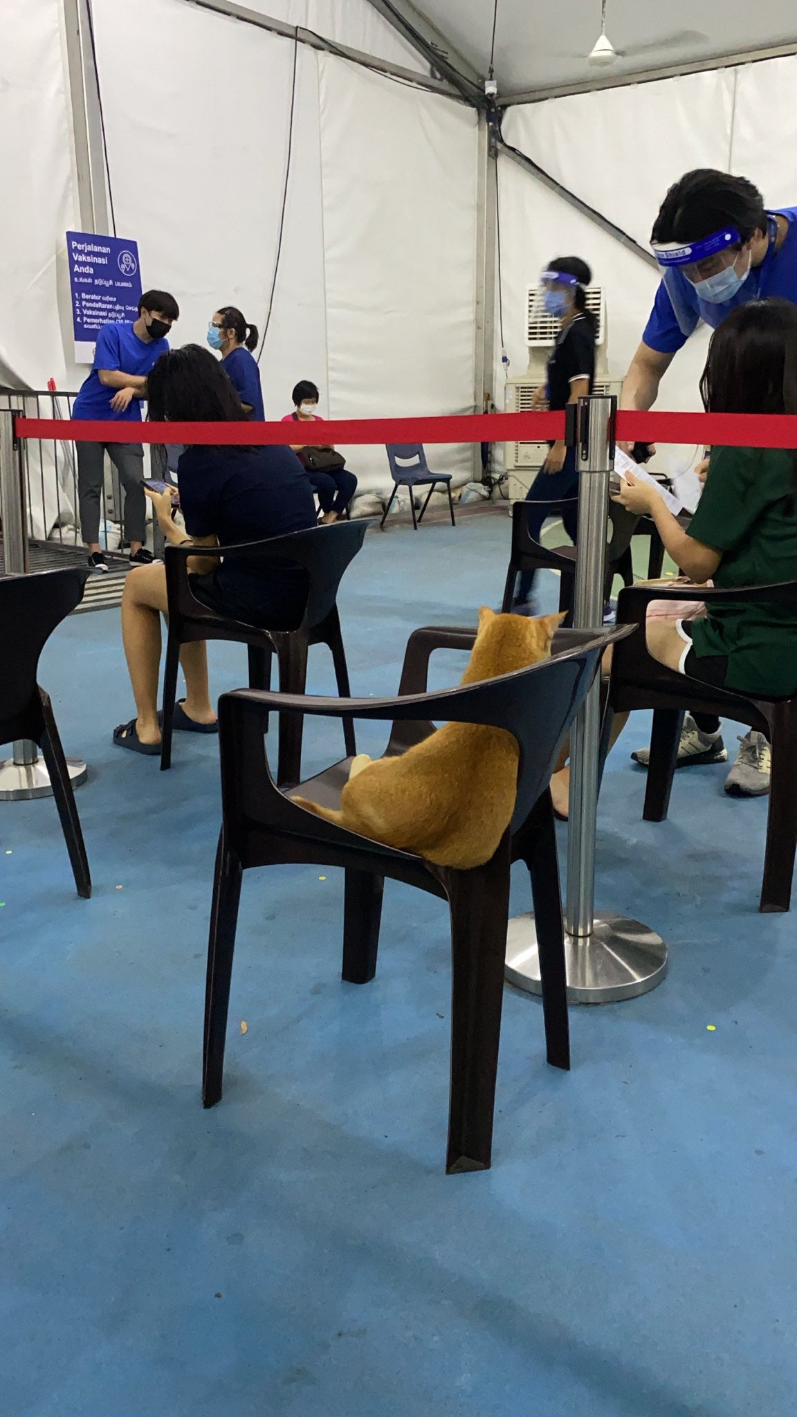 Cat Sitting On A Chair Queue For Vaccine