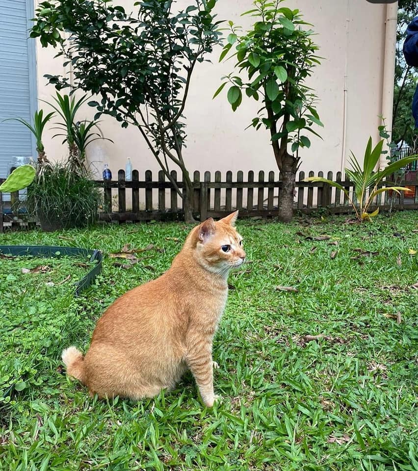 Cat sitting on grass