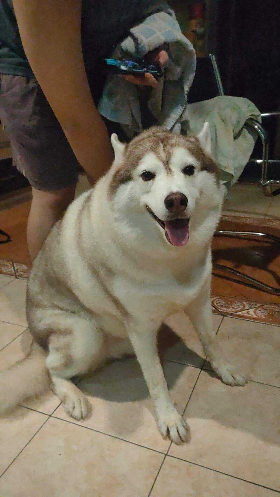 Fat cute husky at home sitting on the ground