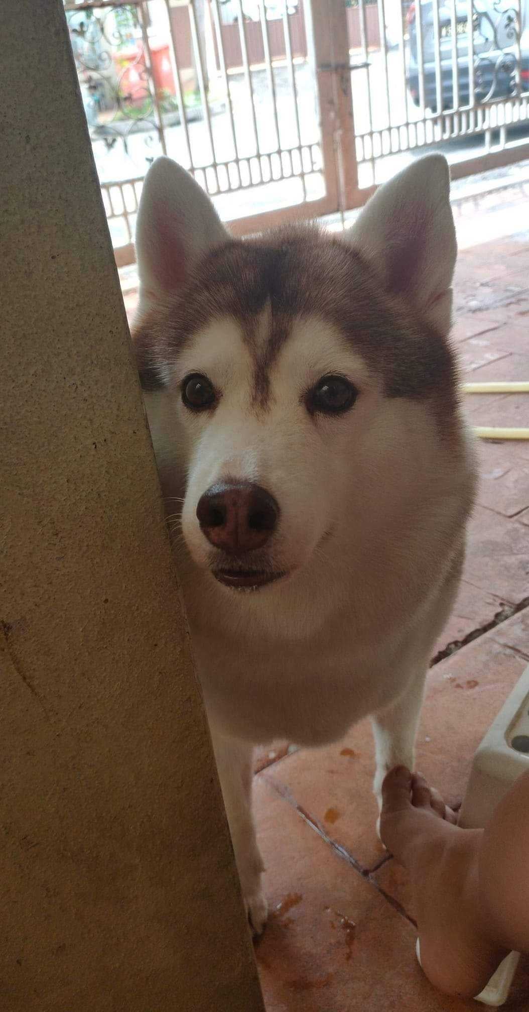 Fat Cute Husky At Home