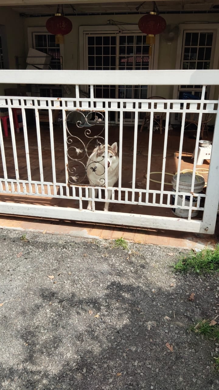 Husky helps owner to get parcel at home behind the gate