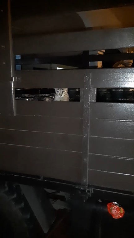 SS 1 cat in a lorry