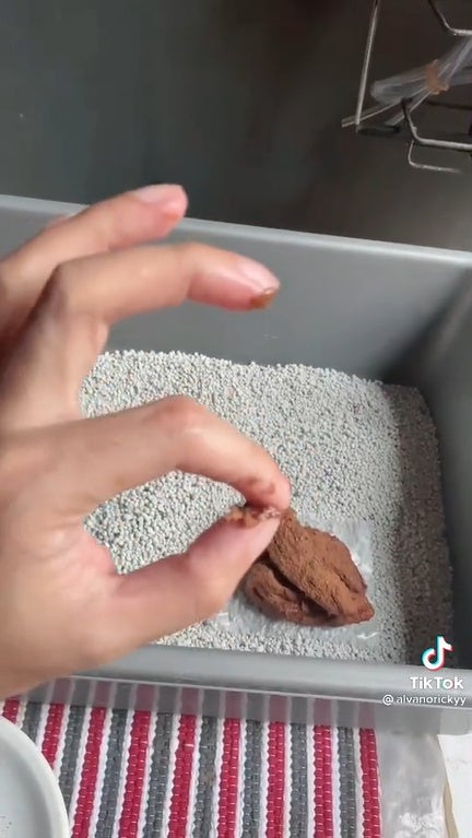 SS 10 fake churros shit in litter box prank