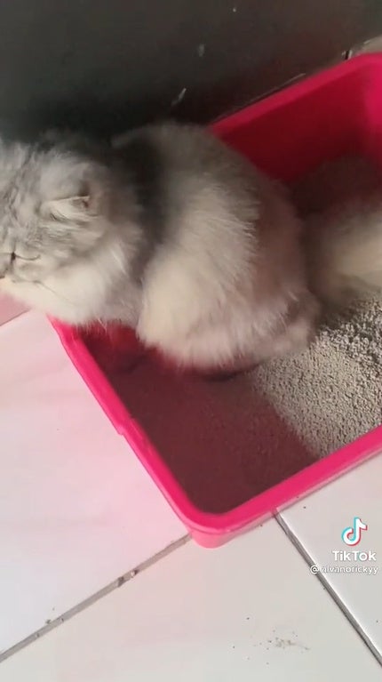 Ss 7 Cat Pooping In Litter