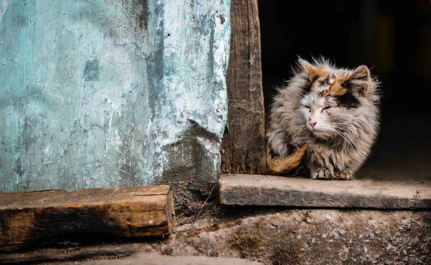 stary cat dirty and sick alone