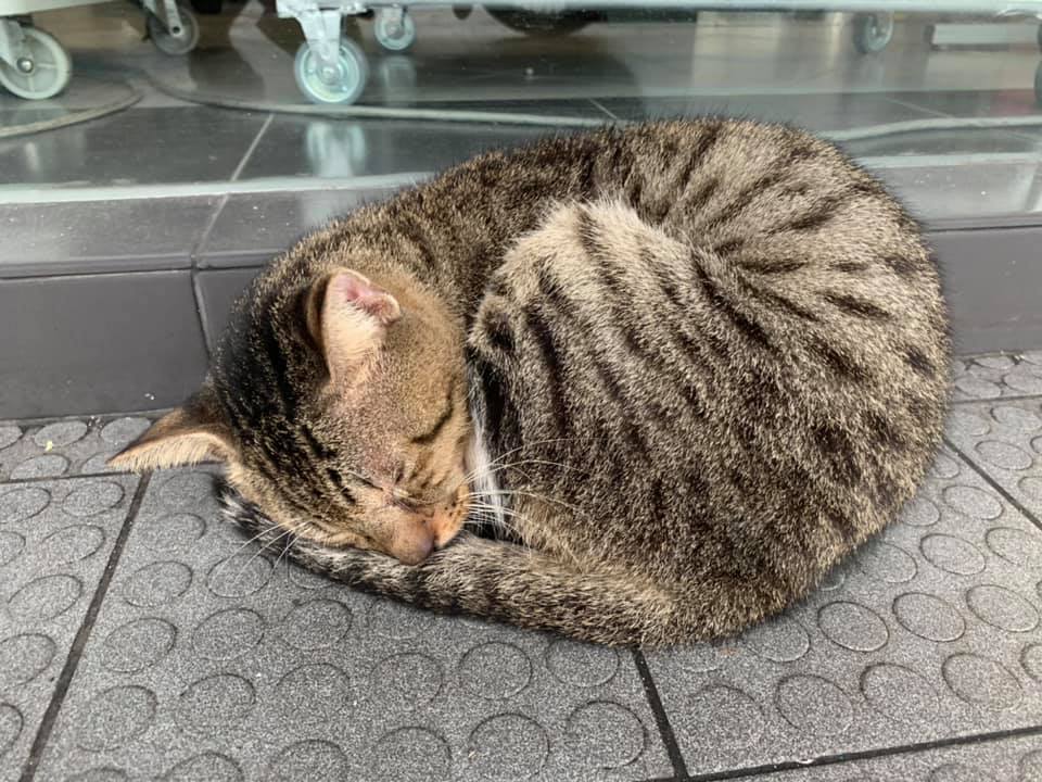 Stray Cat Sleeping In Front Of Bank