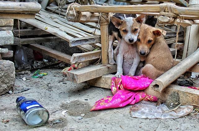 Stray Dogs At Abandoned House