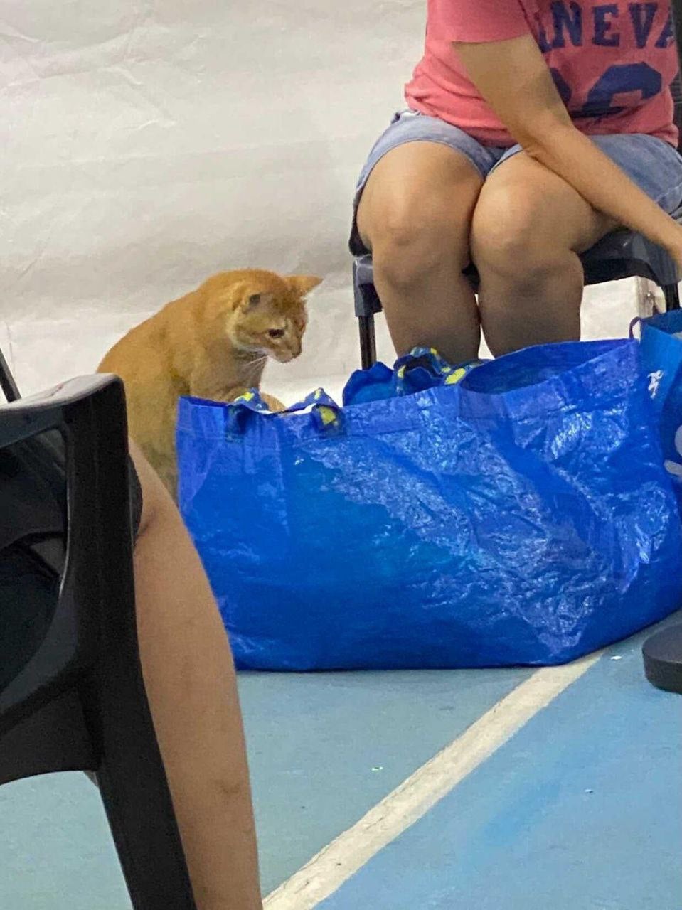 Vaccination Cat Peeking Into Blue Ikea Bag