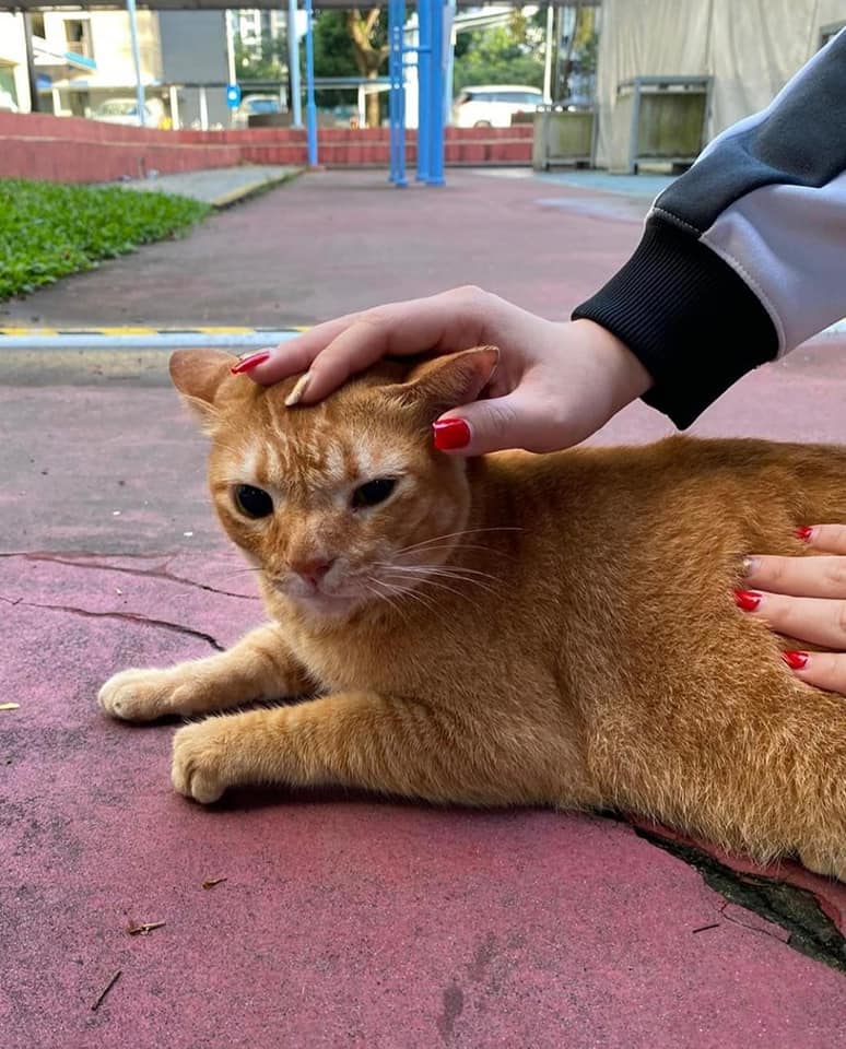 Woman Petting A Cat