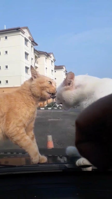 2 Cats Fighting On Car 1