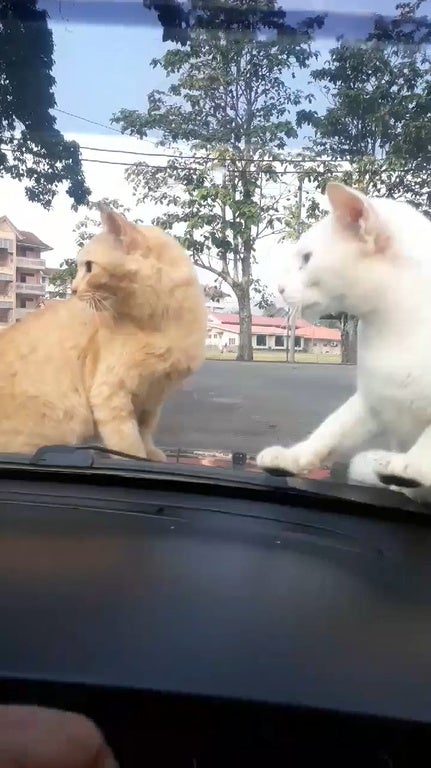 2 Cats Fighting On Car 5