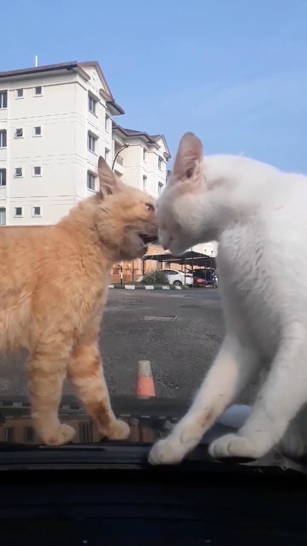 2 Cats Fighting On Car