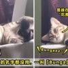 Bunga Cat Featured