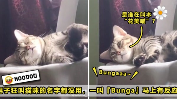 Bunga Cat Featured