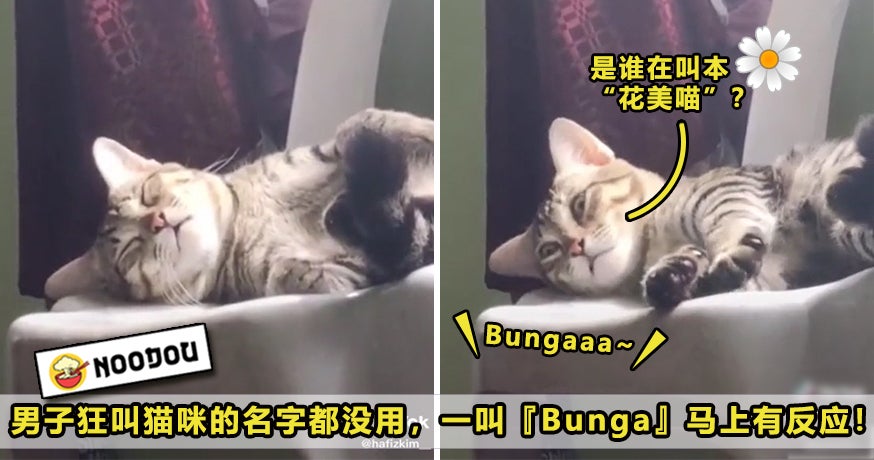 Bunga Cat Featured