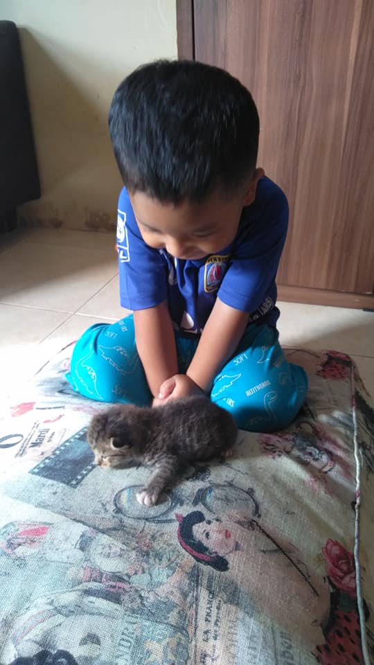 Little Boy Kid Names His Kitten Tupperware So His Mother Wont Throw It Away