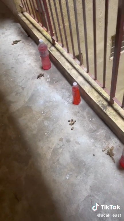 S1 Cat Poop Beside Red Syrup Water Bottle