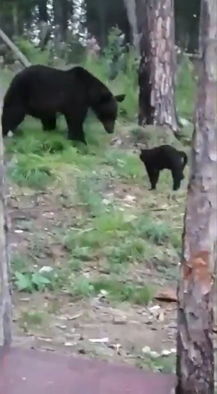 Ss 1 Black Cat Chasing Away Brown Bear In The Woods