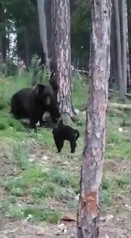 Ss 2 Black Cat Chasing Away Brown Bear In The Woods