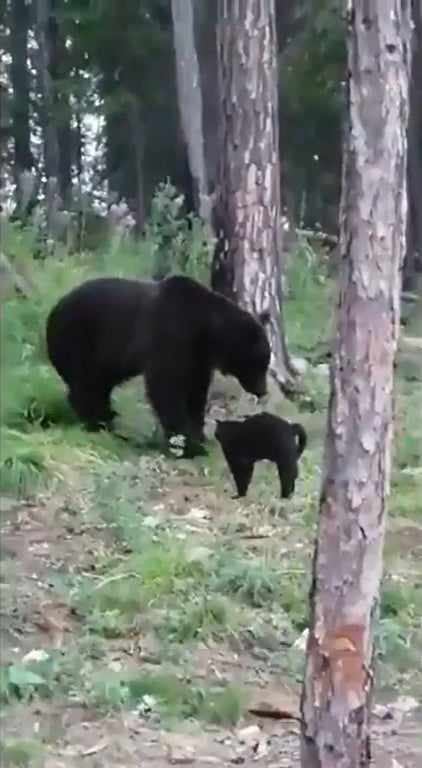 Ss 3 Black Cat Chasing Away Brown Bear In The Woods