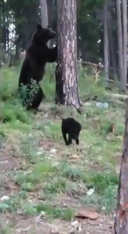 Ss 5 Black Cat Chasing Away Brown Bear In The Woods