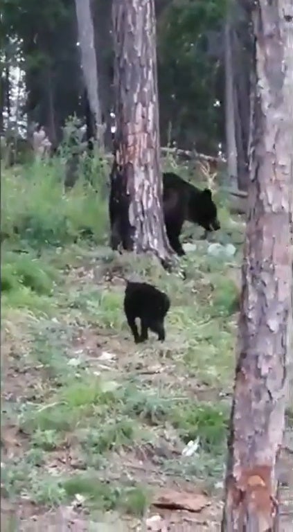 Ss 6 Black Cat Chasing Away Brown Bear In The Woods