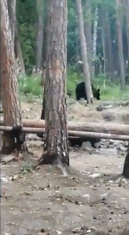 Ss 7 Black Cat Chasing Away Brown Bear In The Woods